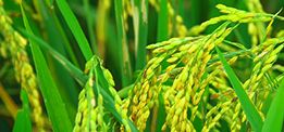 創(chuàng)新大米口感好，營(yíng)養(yǎng)豐富！ 